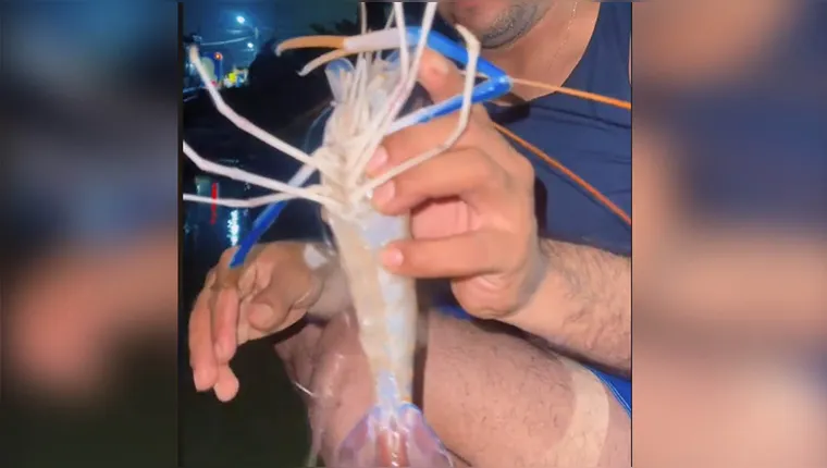 Camarão exótico capturado no Pará ameaça espécies locais