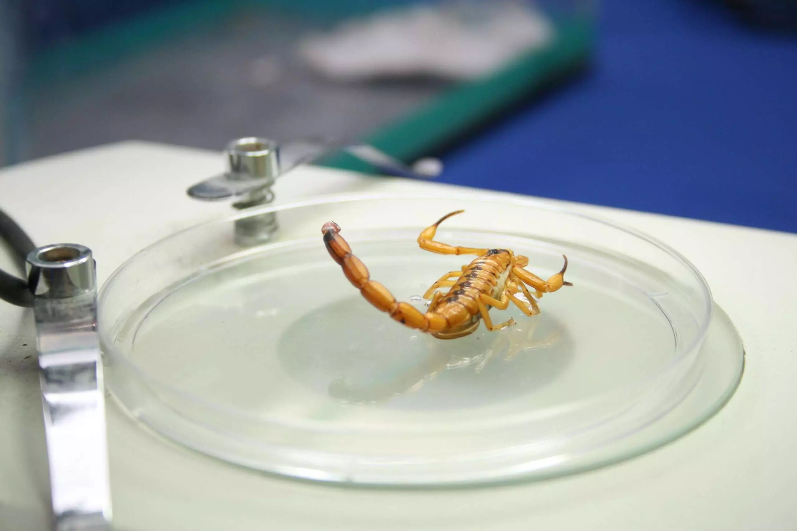 Sesau alerta população sobre acidentes com animais peçonhentos