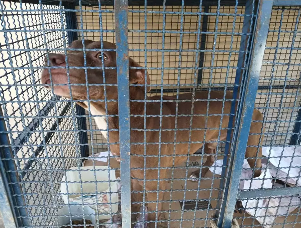 Pitbull invade escola e ataca seis crianças