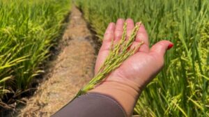 AL deve bater recorde na agricultura com crescimento de safra em 46% » Alagoas Notícia Boa