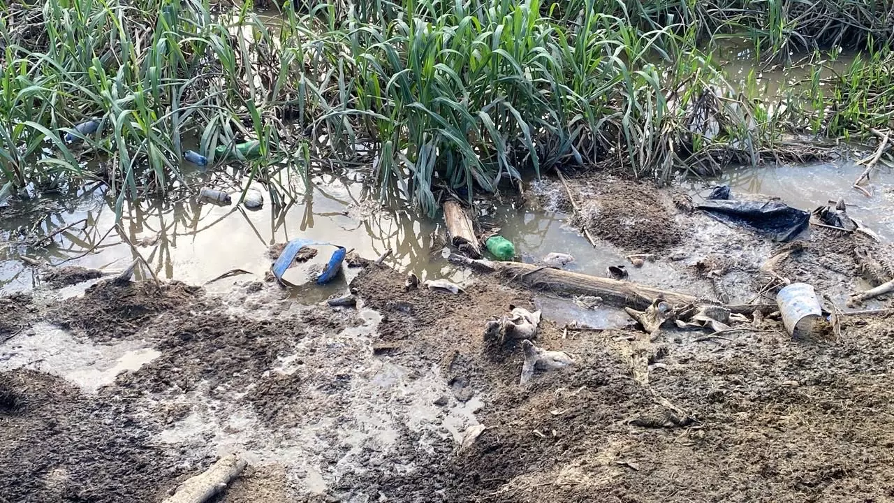 Fiscalização flagra abatedouro clandestino em Alagoas