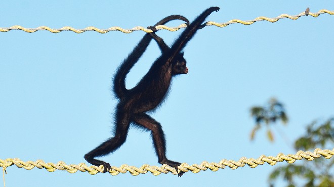 Fotógrafo alagoano faz registro emblemático para a fauna brasileira na Região Amazônica » Alagoas Notícia Boa