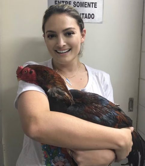 galinha com jeito de galo chama atenção