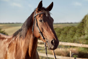 Alagoas já tem 65 mortes de cavalos com suspeita de intoxicação
