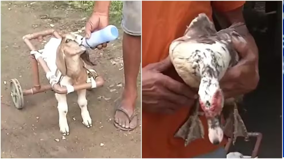 Homem que cria cabrito cadeirante e pato cego viraliza na web
