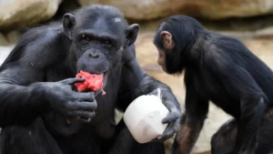 Chimpanzés consomem álcool em frutas fermentadas, diz estudo