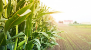 Produção agrícola em Alagoas cresce 5,3% e soma R$ 4,1 bilhões em 2024 » Alagoas Notícia Boa