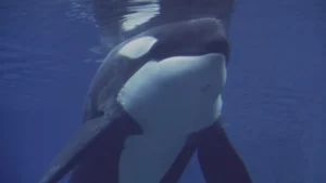 Família francesa tem barco afundado por sete orcas no Atlântico; vídeo