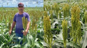 Pindorama vai produzir etanol a partir de sorgo colhido no Sertão » Alagoas Notícia Boa