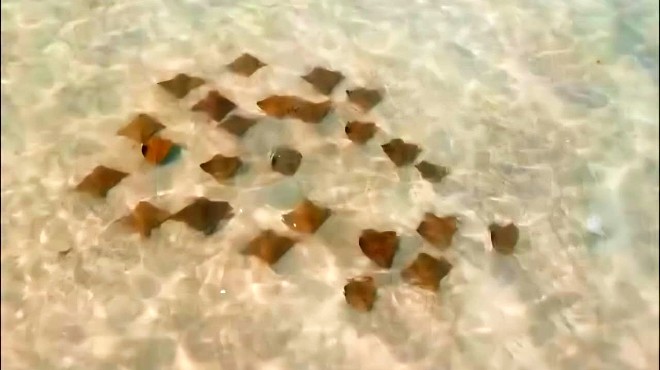 drone registra cardume de arraias no mar de Maragogi » Alagoas Notícia Boa