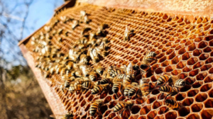 Banco do Nordeste lança programa para desenvolver apicultura no Agreste alagoano » Alagoas Notícia Boa