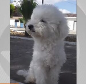 Cadela morre após ataque de pitbull em Maceió