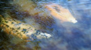 Com dia para chamar de seu, peixe-boi torna-se Patrimônio Imaterial de Alagoas » Alagoas Notícia Boa