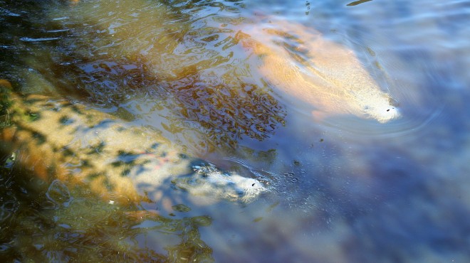 Com dia para chamar de seu, peixe-boi torna-se Patrimônio Imaterial de Alagoas » Alagoas Notícia Boa