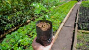 Em Coruripe, você recebe em casa plantas nativas e frutíferas » Alagoas Notícia Boa