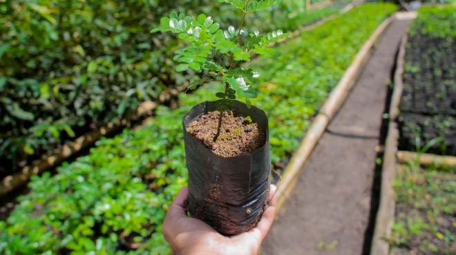 Em Coruripe, você recebe em casa plantas nativas e frutíferas » Alagoas Notícia Boa