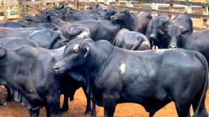 Boitel Pindorama exporta primeiro lote de gado para a Turquia » Alagoas Notícia Boa