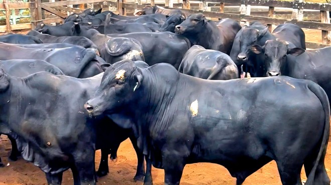 Boitel Pindorama exporta primeiro lote de gado para a Turquia » Alagoas Notícia Boa