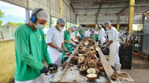Chamada pública prioriza cooperativas tradicionais para abastecer escolas indígenas e quilombolas » Alagoas Notícia Boa