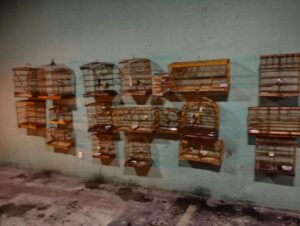 Operação apreende 27 aves silvestres mantidas em cativeiro