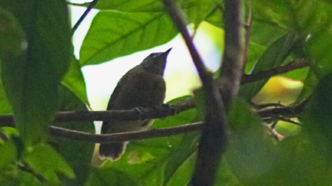 choquinha-de-alagoas volta a se reproduzir na Estação Ecológica de Murici » Alagoas Notícia Boa