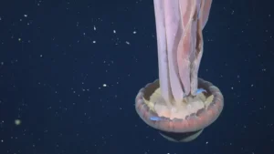 Água-viva gigante rara é avistada em expedição no fundo do mar argentino