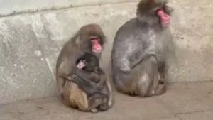 Após conquistar internet, Punch já tem amigos: