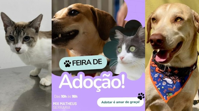 Focinho Responsável promove feira de adoção de cães e gatos nesta sexta (20) » Alagoas Notícia Boa