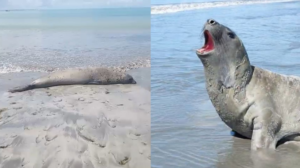 Elefante-marinho continua em AL e Biota faz alerta para que população mantenha distância » Alagoas Notícia Boa