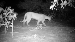 Onça-parda volta a ser registrada na caatinga de Alagoas após 25 anos » Alagoas Notícia Boa