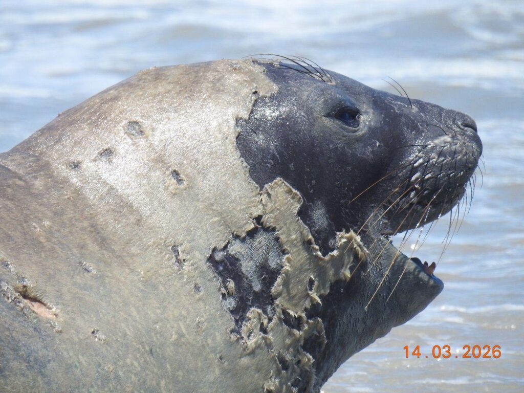 elefante-marinho raro é encontrado morto