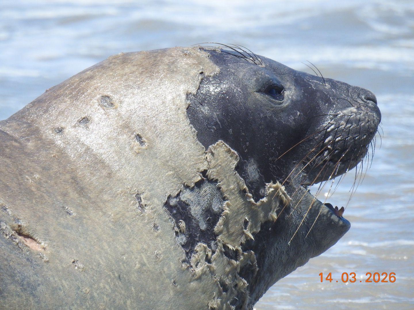 elefante-marinho raro é encontrado morto