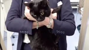 Cruzeiro salva marinheiro e gata