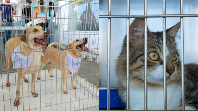 Focinho Responsável promove feira de adoção de cães e gatos nesta quinta-feira (2) » Alagoas Notícia Boa