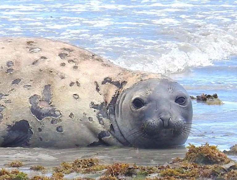 Morte do elefante-marinho Leôncio: PF busca responsáveis
