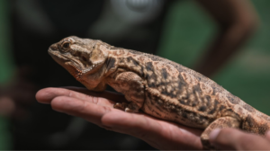 mercado de pets exóticos cresce 30% e profissionaliza setor em Alagoas » Alagoas Notícia Boa