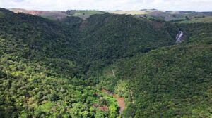 Alagoas tem queda de 68,4% no desmatamento em 2025 » Alagoas Notícia Boa