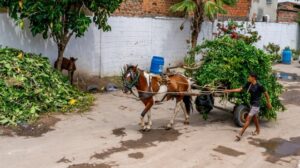Maceió tem oito ecopontos para descarte de entulhos; veja localização » Alagoas Notícia Boa