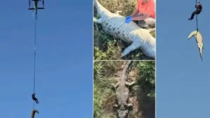 Restos mortais no estômago de crocodilo são de empresário português