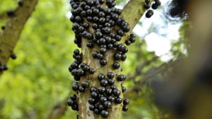 Você sabia? Jabuticaba é eleita 2ª melhor fruta do mundo e tem produção de destaque em Alagoas » Alagoas Notícia Boa