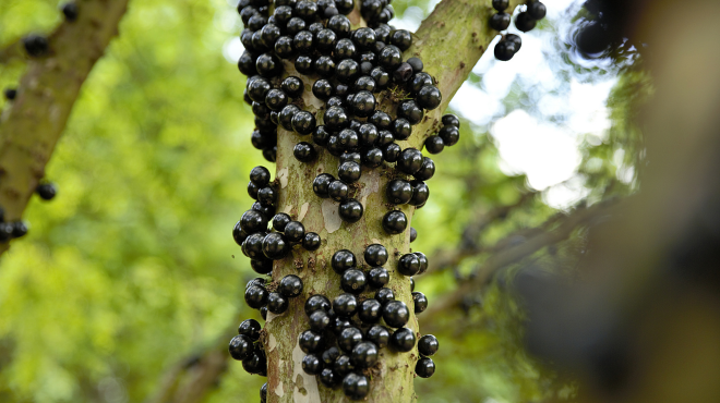 Você sabia? Jabuticaba é eleita 2ª melhor fruta do mundo e tem produção de destaque em Alagoas » Alagoas Notícia Boa