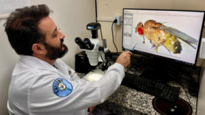 Como a mosca-da-fruta está ajudando cientistas alagoanos a desvendar o Alzheimer » Alagoas Notícia Boa