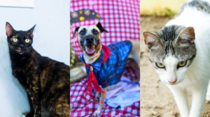 Que tal adotar um 'caipirinha' de quatro patas? Arraiá da Adoção acontece neste sábado e domingo » Alagoas Notícia Boa