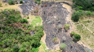 Alagoas registra terceira menor área queimada do Brasil em 2025 » Alagoas Notícia Boa