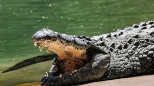 Menino de 3 anos luta pela vida após ser empurrado em jaula de crocodilos