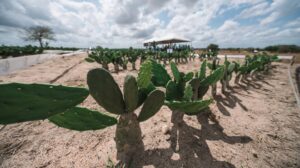 Cardápio alimentar variado eleva em 650 g peso diário de bovinos no Sertão » Alagoas Notícia Boa