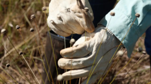 Cientistas reencontram plantas consideradas extintas há mais de 30 anos » Alagoas Notícia Boa