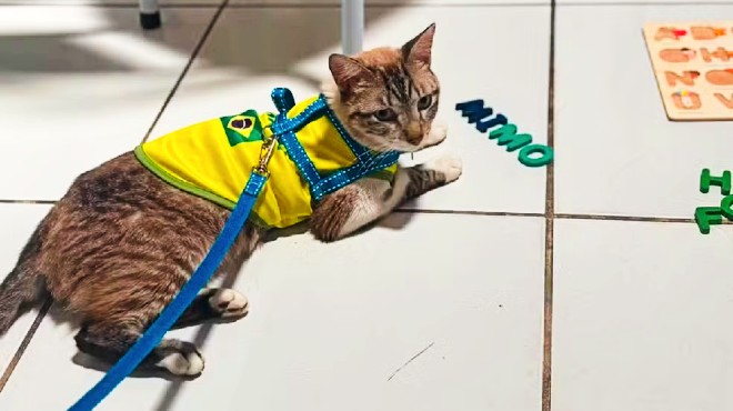 Gato desaparecido em Arapiraca é encontrado a mais de 600 km e volta para casa » Alagoas Notícia Boa