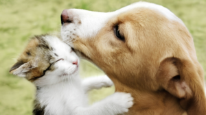 Saiba como vai funcionar o Estatuto dos Cães e Gatos que avança no Senado » Alagoas Notícia Boa