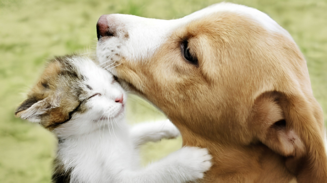 Saiba como vai funcionar o Estatuto dos Cães e Gatos que avança no Senado » Alagoas Notícia Boa